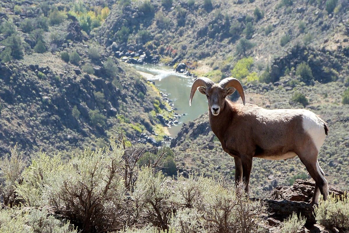Bighorn sheep above the canyon in the Black Canyon & Montrose region.