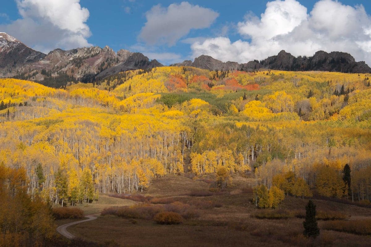 Golden autumn aspens covering the slopes of Kebler Pass near Crested Butte.