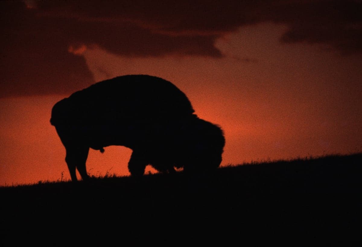 Bison silhouetted against a glowing sunset in Wind Cave National Park in the southern Black Hills.