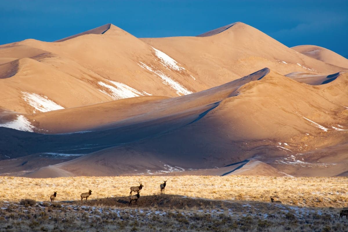 Bull elk standing below snow-dusted Star Dune on a winter morning at Great Sand Dunes.