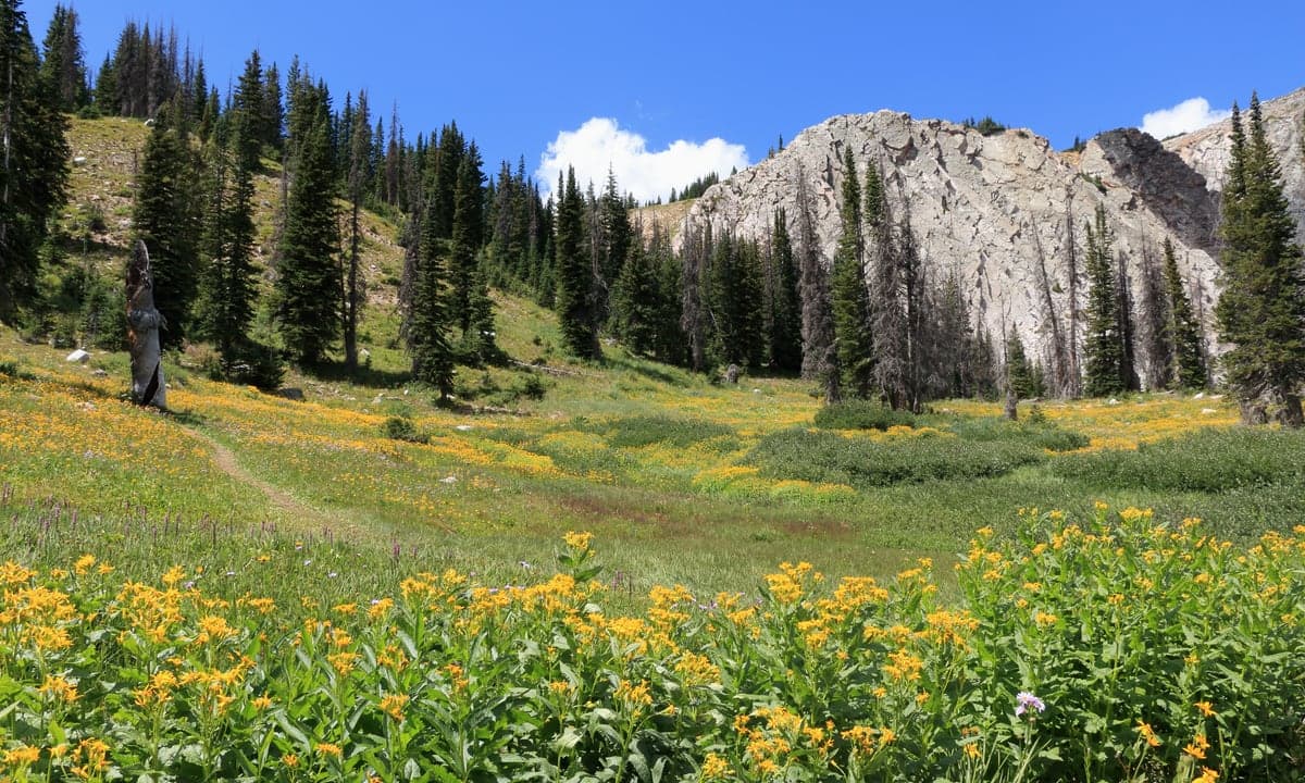 View of Snowy Range - at 10500 ft