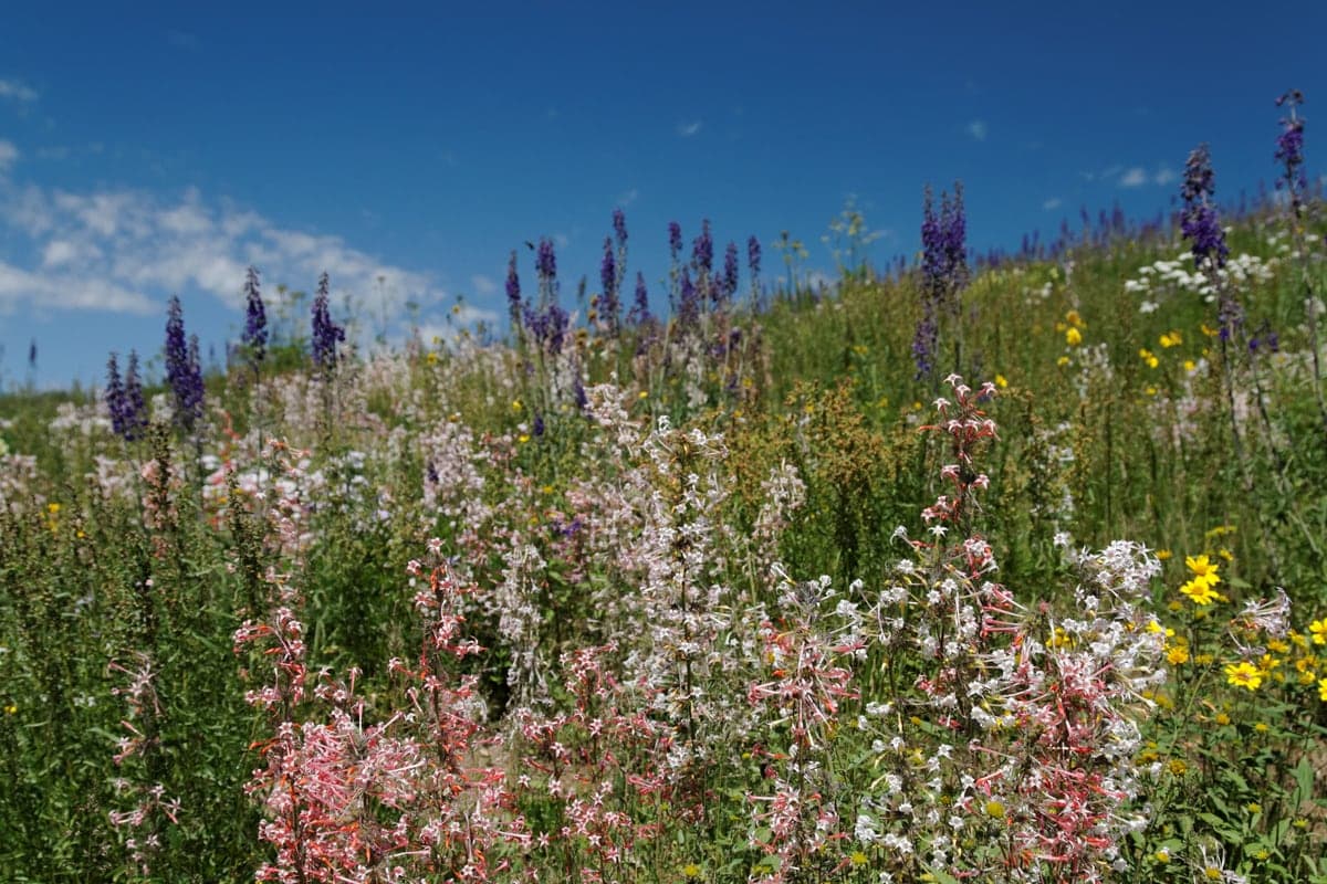 Pink, purple, and yellow wildflowers covering a high meadow in the Flat Tops