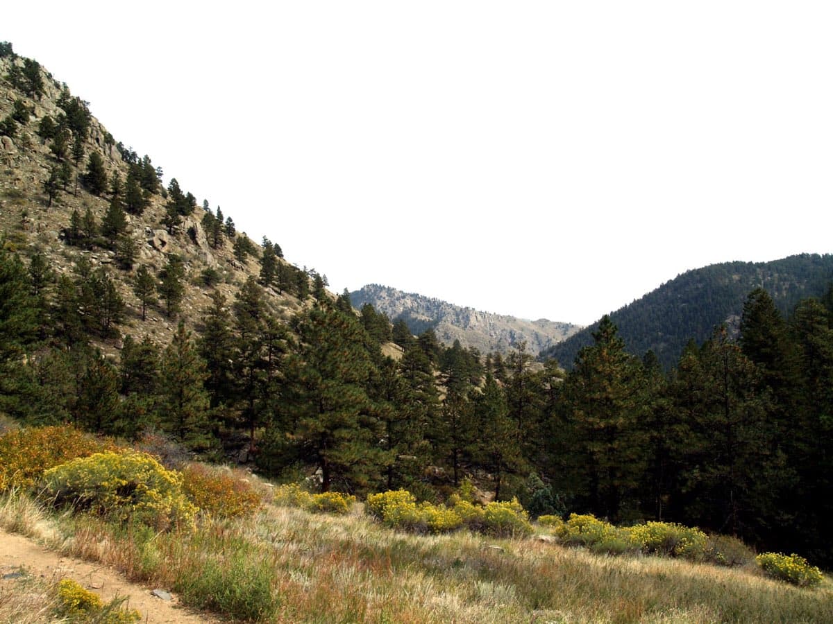Forested Poudre Canyon seen from the Greyrock Trail near Fort Collins.