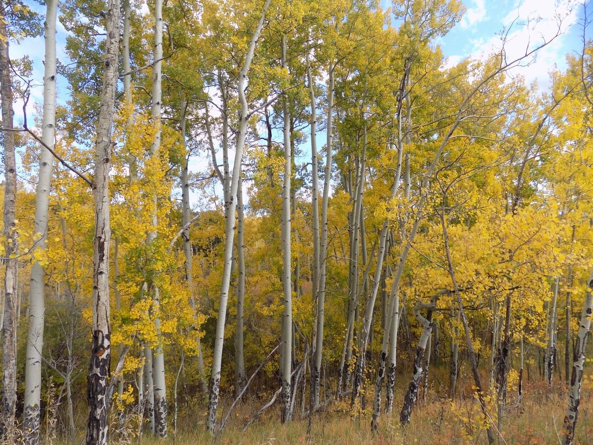 Golden aspens in autumn at Golden Gate Canyon State Park.