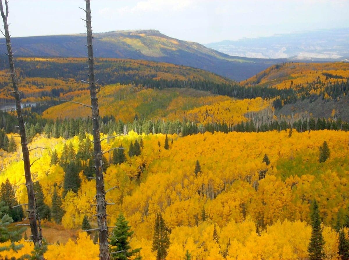 Autumn across Grand Mesa in the Grand Mesa & Lakes region.
