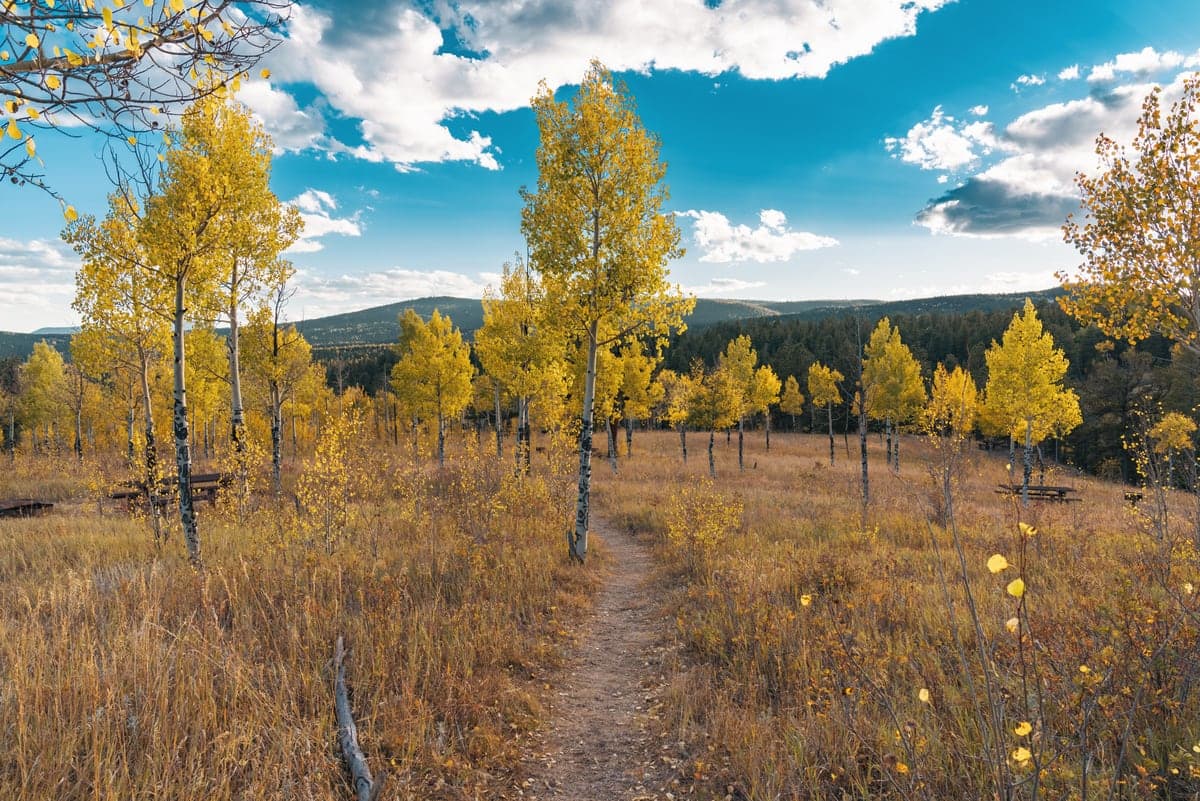 A hiking trail winding through golden autumn forest in Golden Gate Canyon State Park.