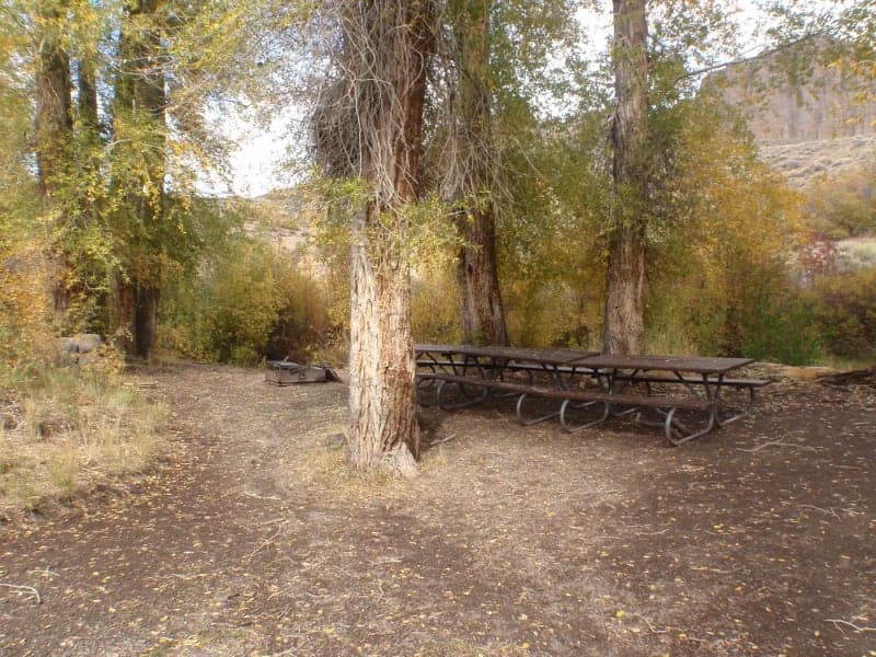 Multiple picnic tables beneath cottonwoods at Red Creek Group Site