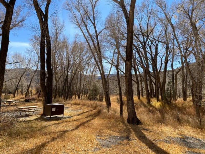 Picnic tables and a food storage locker among cottonwoods at Dry Gulch Campground