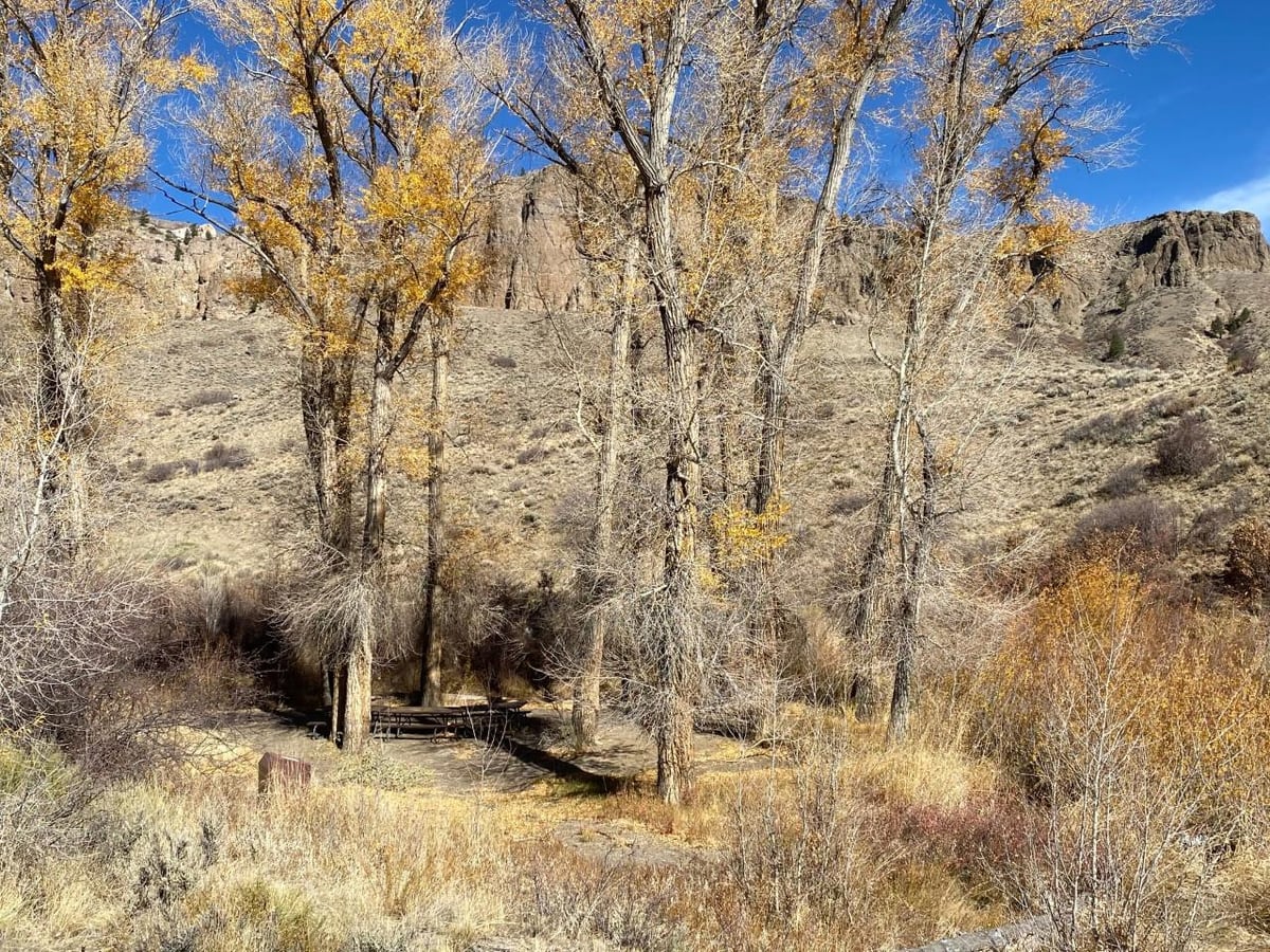 Cottonwoods and picnic area at Red Creek Campground group site
