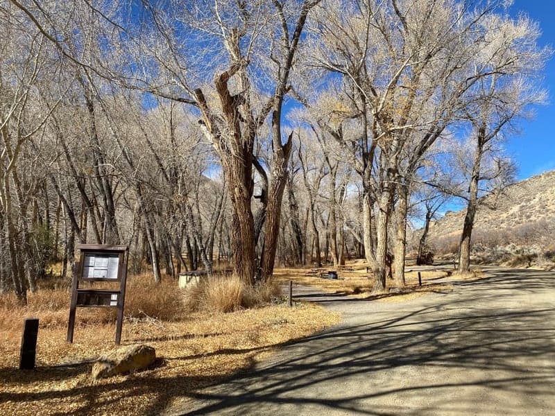 Empty campsites and campground road beneath cottonwoods at Dry Gulch Campground