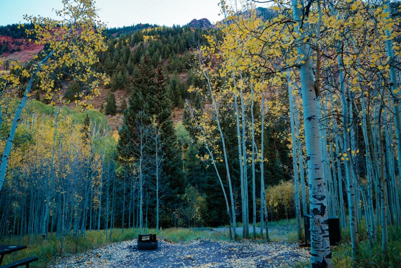 Autumn aspens surrounding a gravel campsite and fire ring at Silver Queen Campground