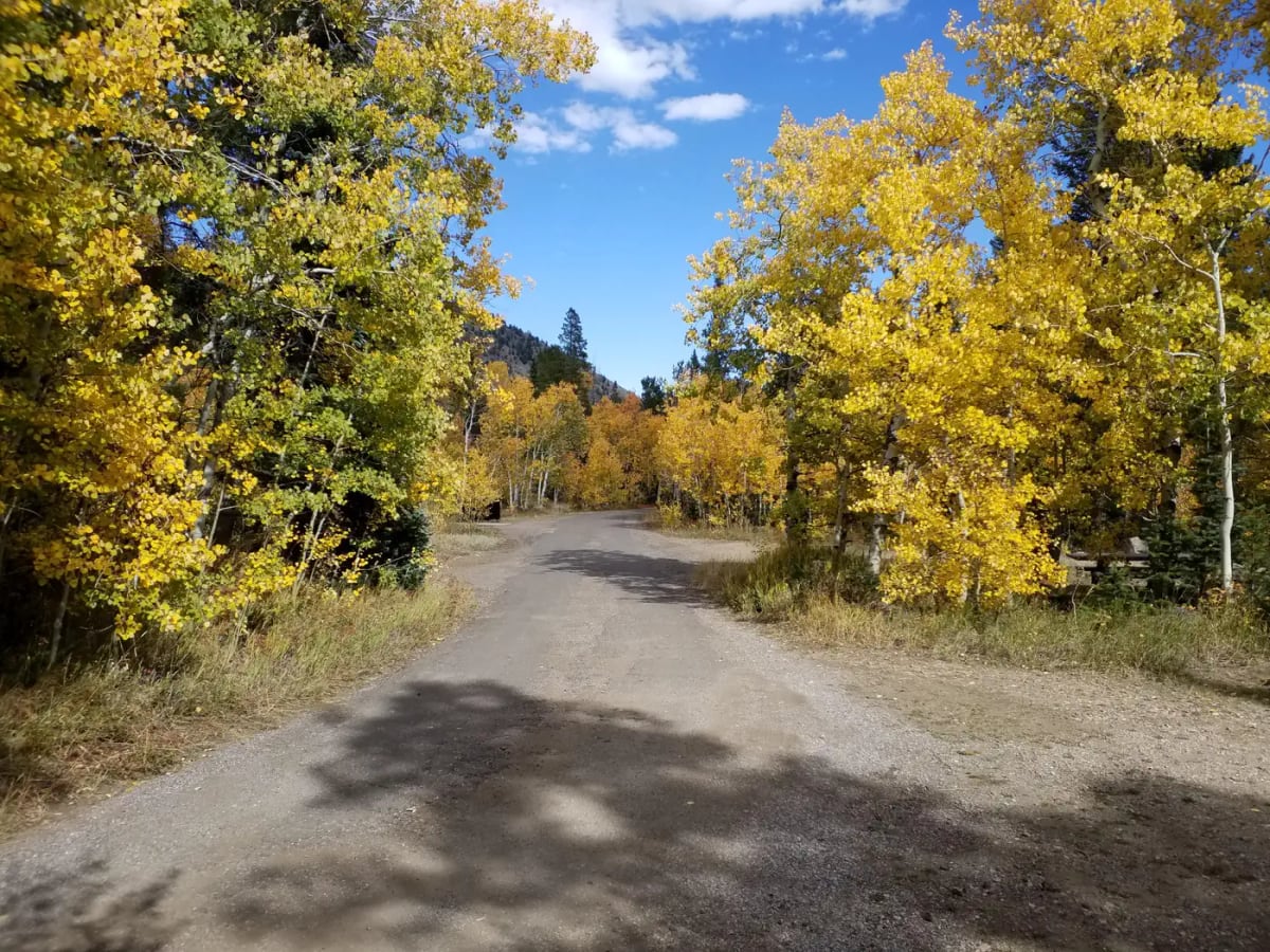Golden fall aspens along the campground road near site 4 at Willow Campground