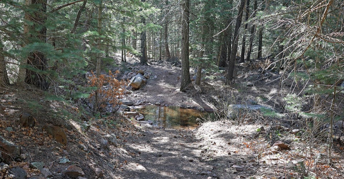 A shaded trail crosses shallow Squirrel Creek beneath dense evergreens in San Isabel National Forest.