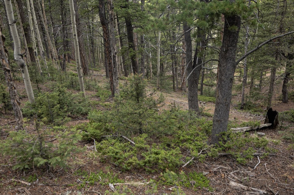 Green mountain landscape on a summer morning in Mueller State Park.